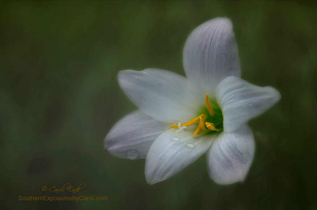 Rain Lily - ID: 15381366 © Carol Eade