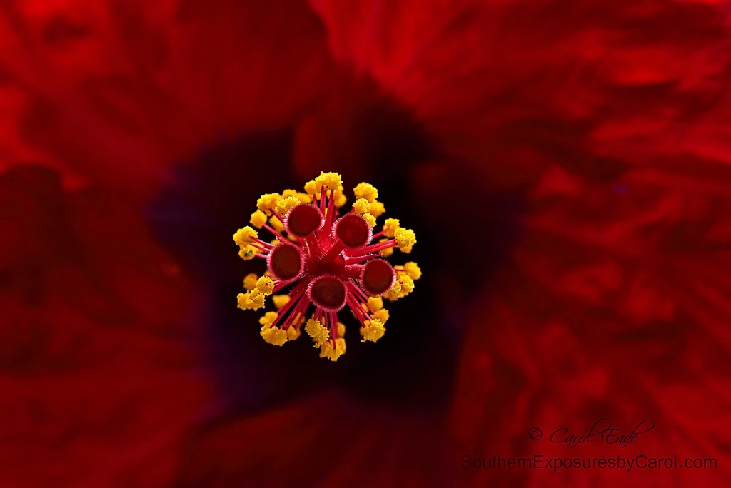Red Hibiscus - ID: 15381368 © Carol Eade