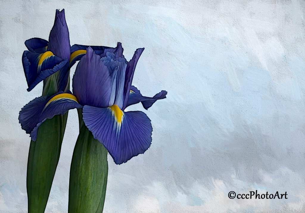 Double Dutch Iris - ID: 15381539 © Candice C. Calhoun