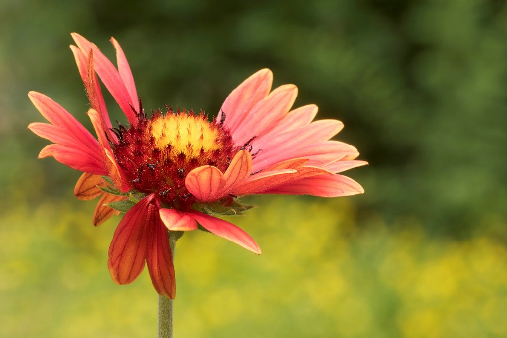 Indian Blanket Flower