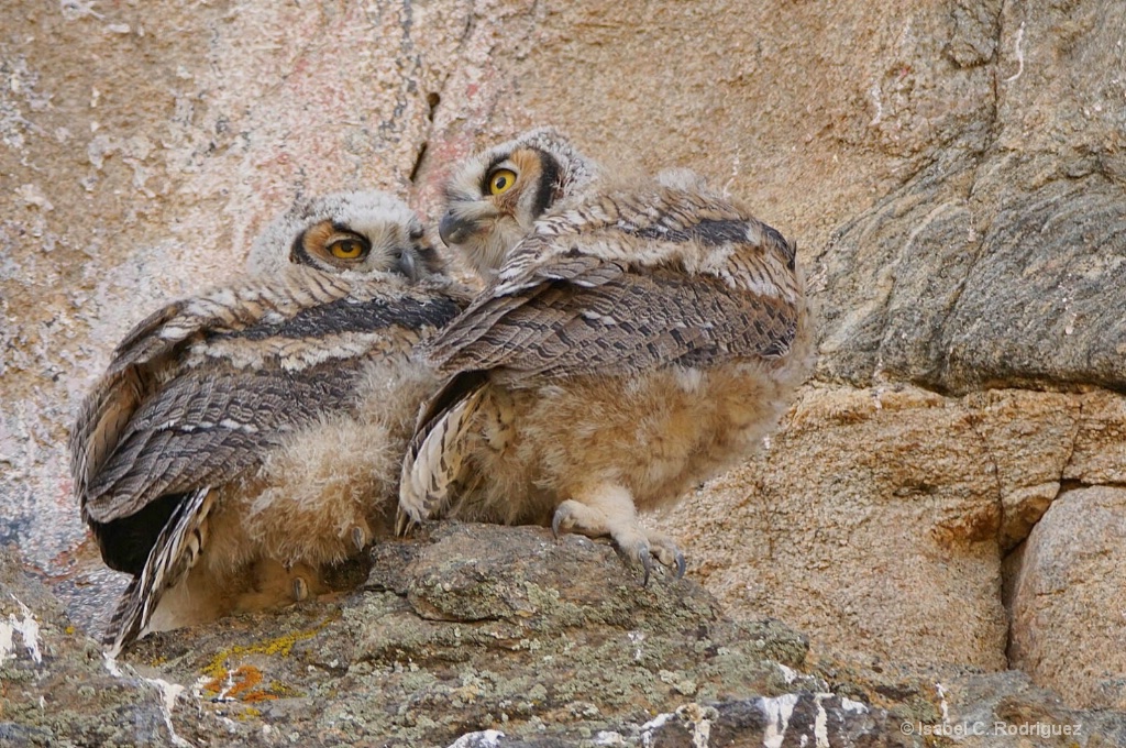 Owlet Siblings