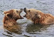 Siblings Arguing