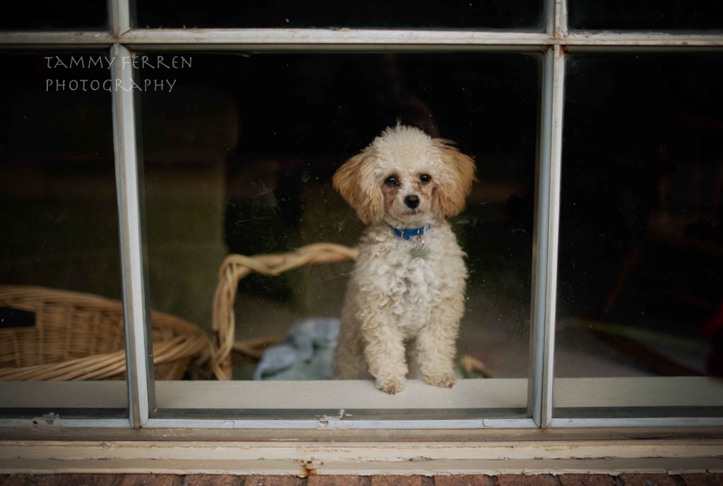 ~~  How Much Is That Doggy In The Window?  ~~