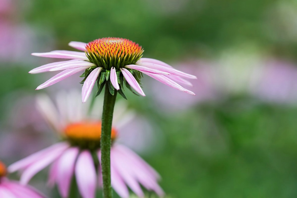 Dancing in the Garden