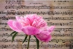 Symphony in pink