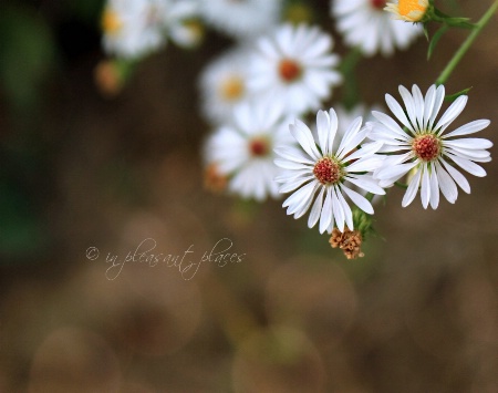 Heath Aster