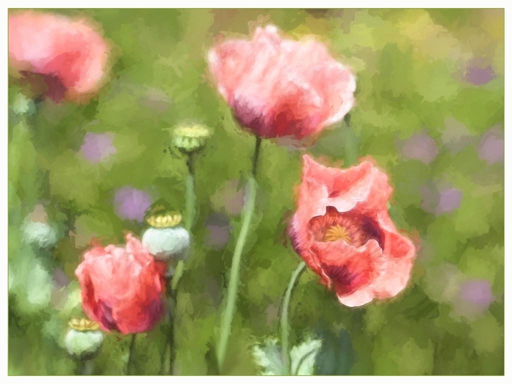 Imperial Poppies by Monet