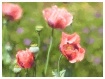 Imperial Poppies ...