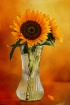 Sunshine In A Vas...