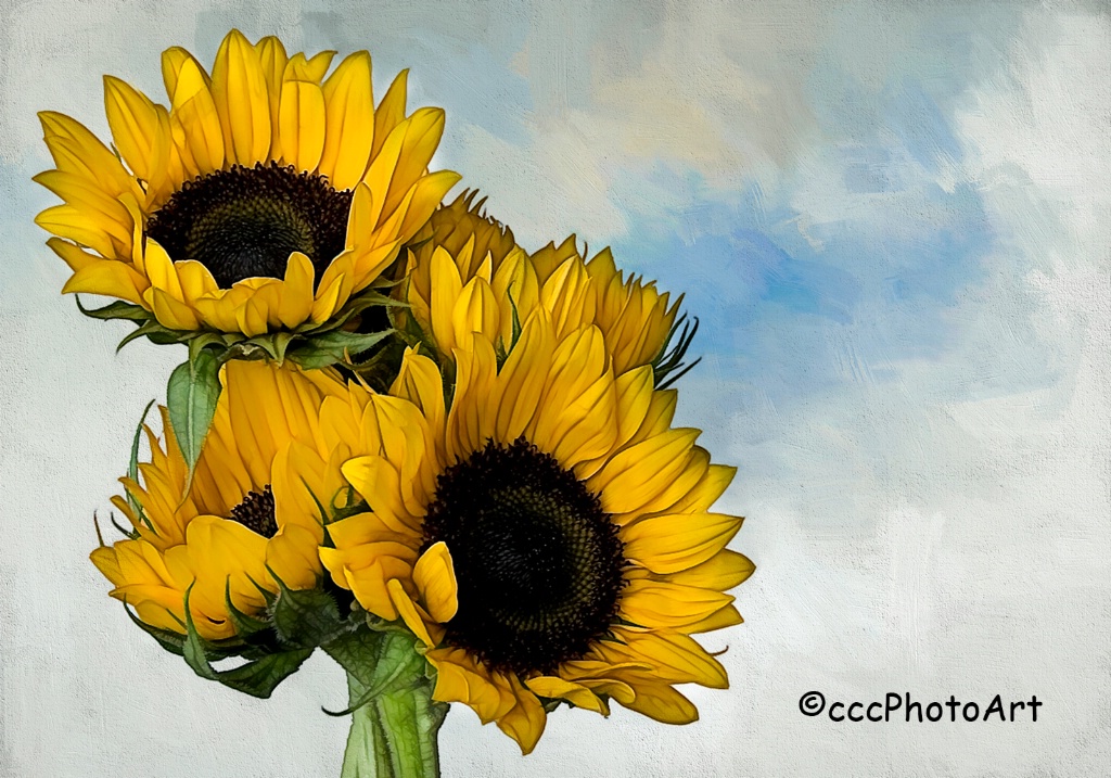 Sunflower Delight - ID: 15383078 © Candice C. Calhoun