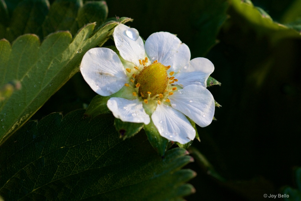 Strawberry Flower