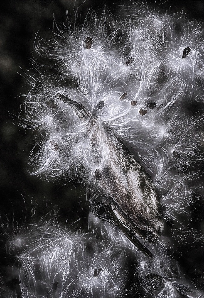 Milkweed