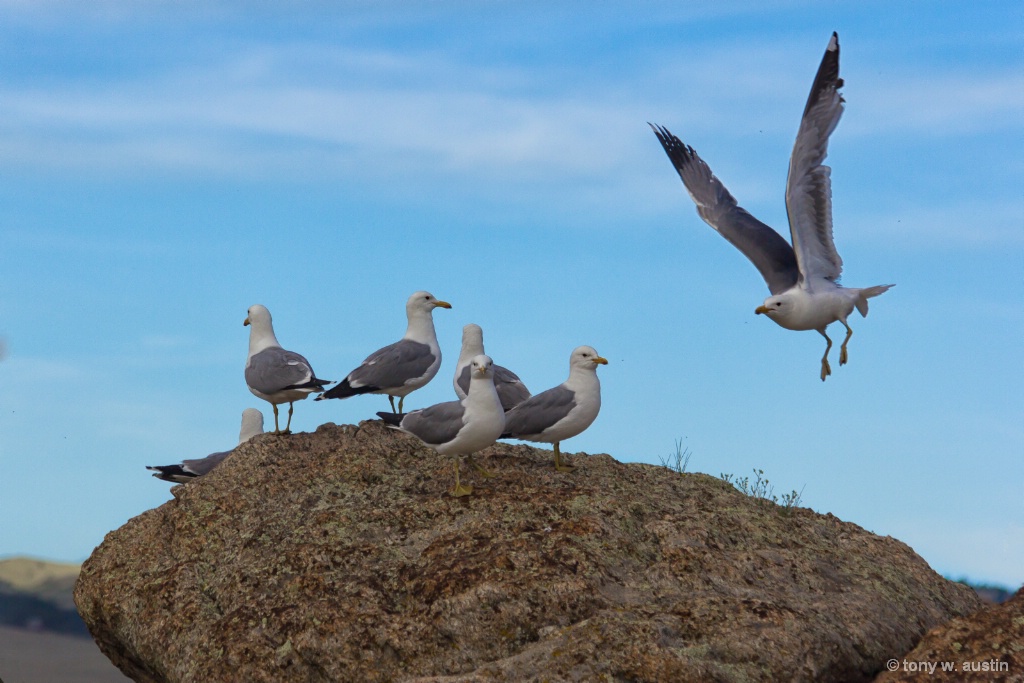 in for a landing