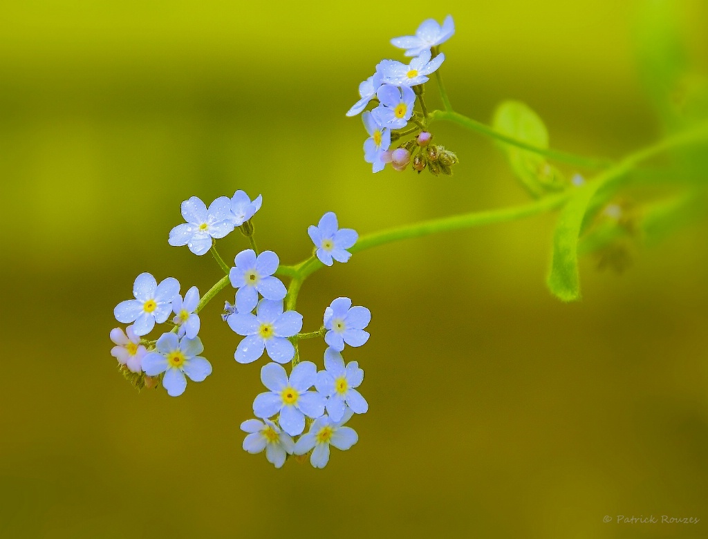 Spring Afternoon