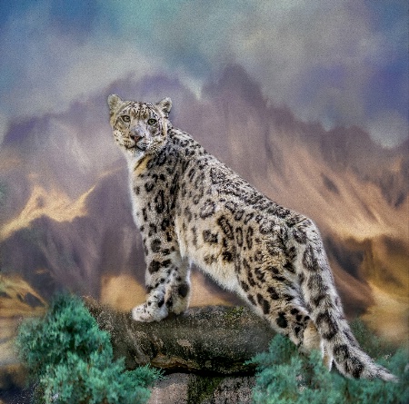 Snow Leopard