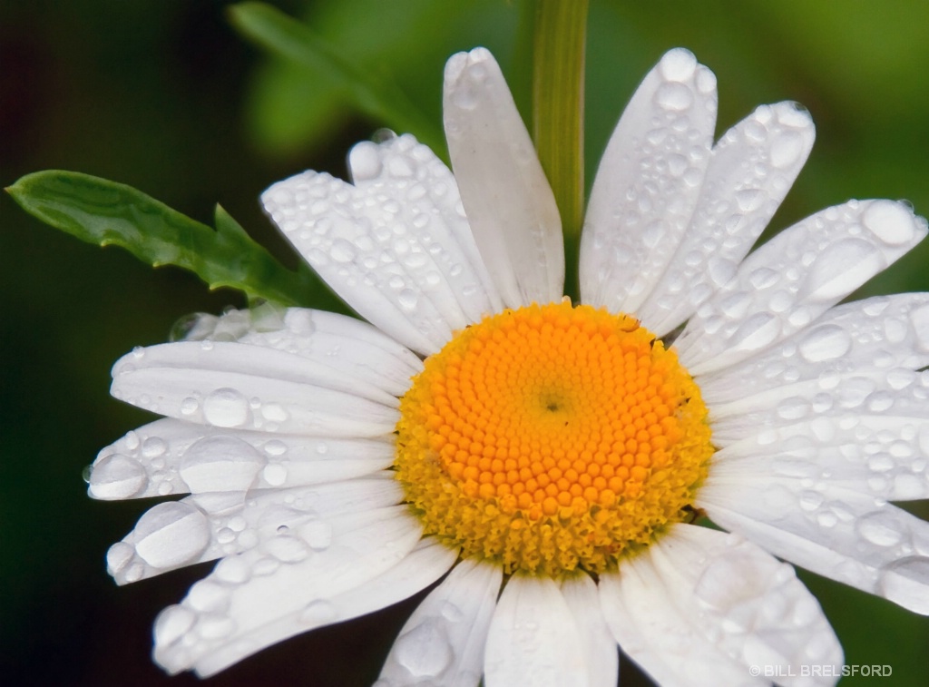 Dew on DAISY