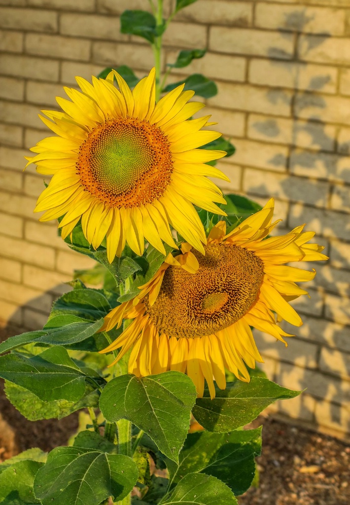 Sunflower 3075