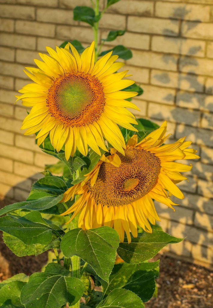 Sunflower 3075 - ID: 15383481 © Patricia A. Casey