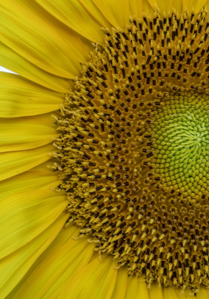 Sunflower 3100