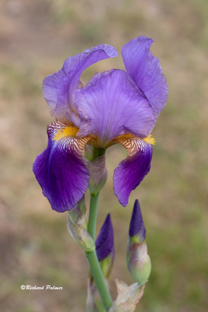 Iris 4200