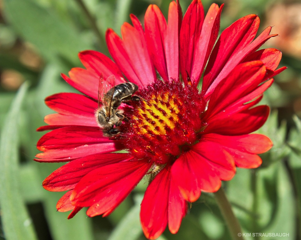 The Bee & The Coneflower