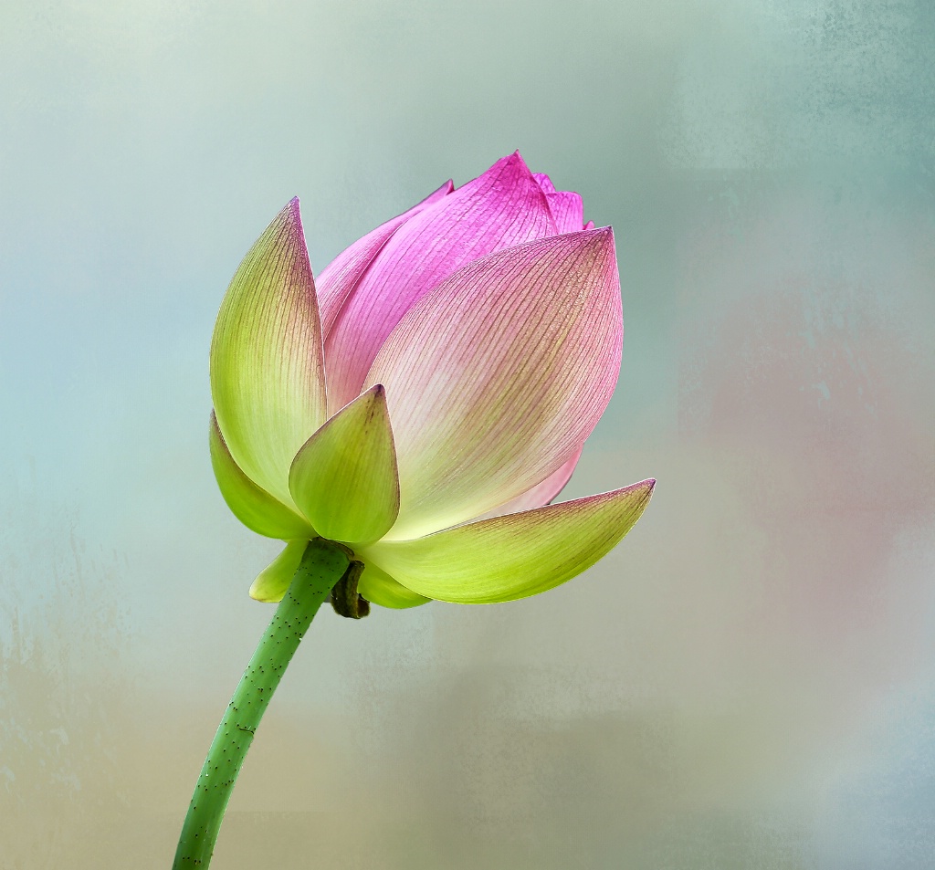 Lotus Bud