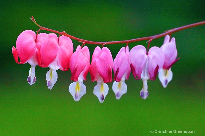 Colorful Hearts