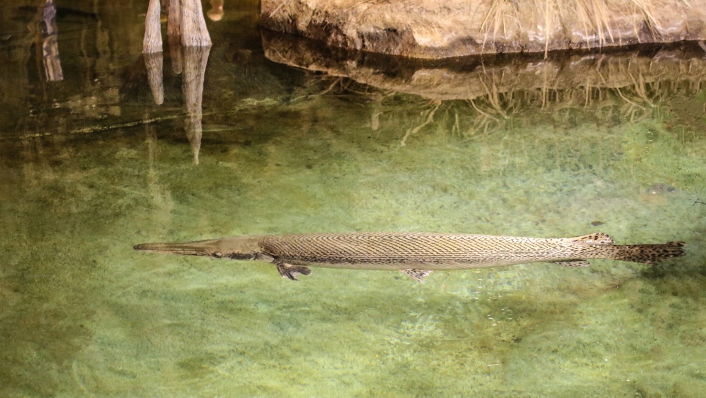 Alligator Gar in the shallows