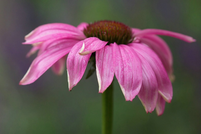 Echinacea 3