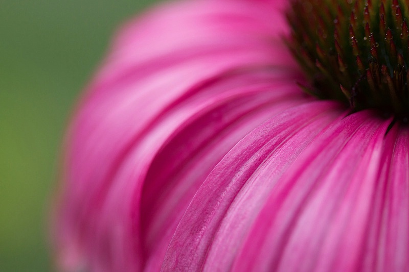 Echinacea Falls