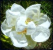 Beautiful Magnoli...