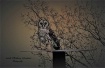 Owl  At  Sunset