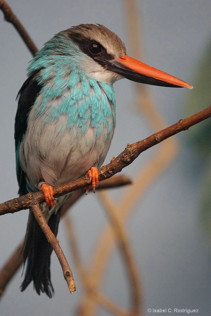 Blue-Breasted Kingfisher (C)