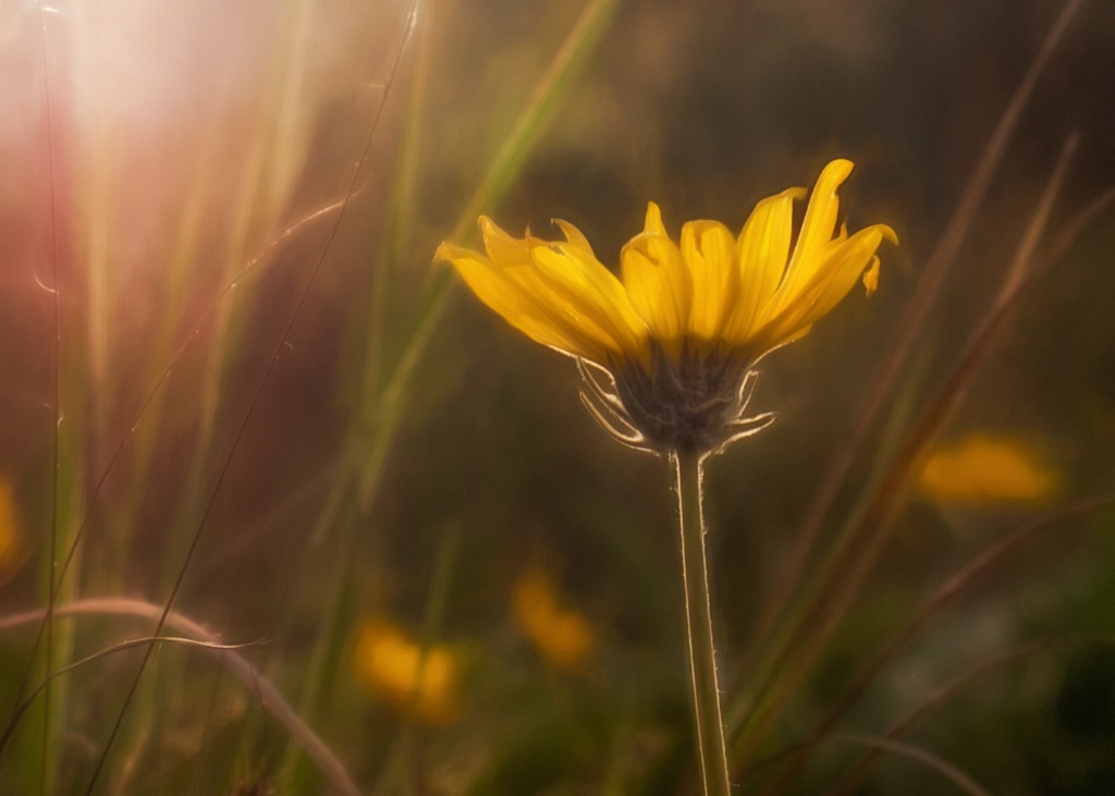 Okanagan Sunflower
