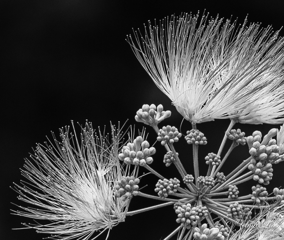 Mimosa Flowers