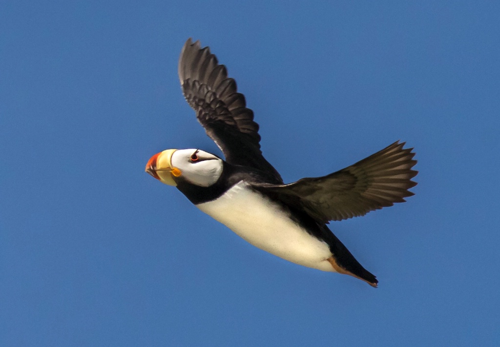 Horned Puffin in Flight