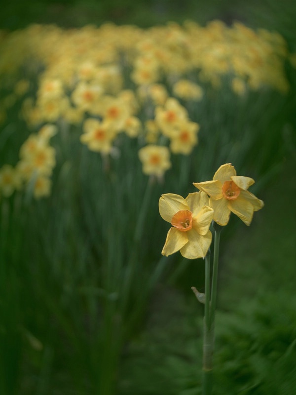 Daffodils