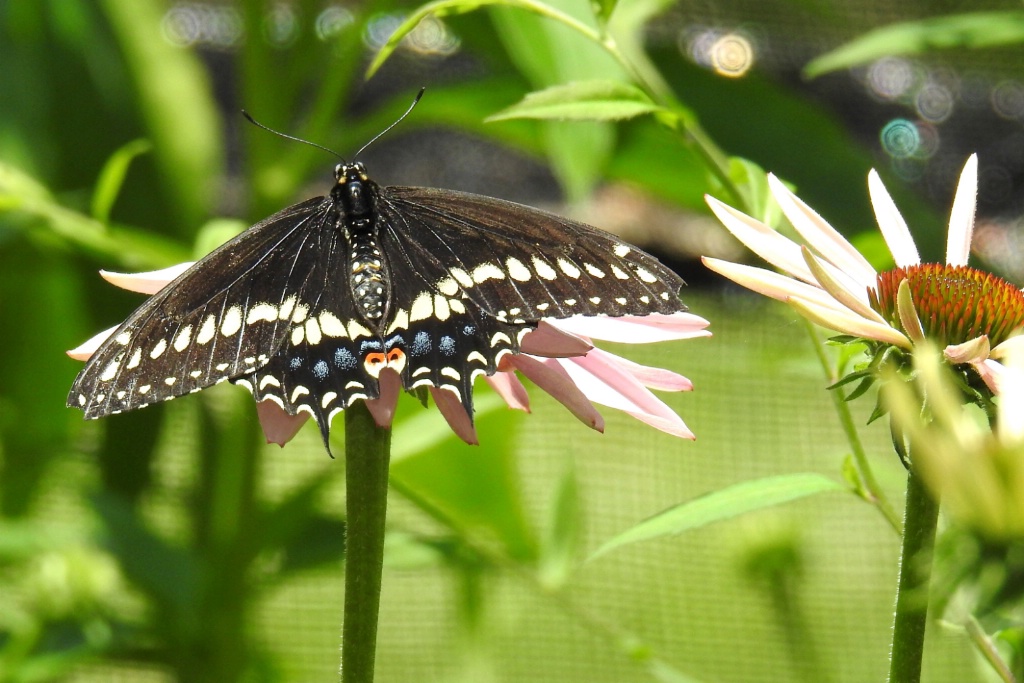 Black Swallowtail