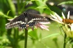Black Swallowtail