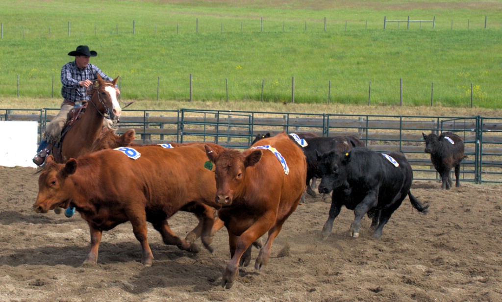 Cattle Penning Event