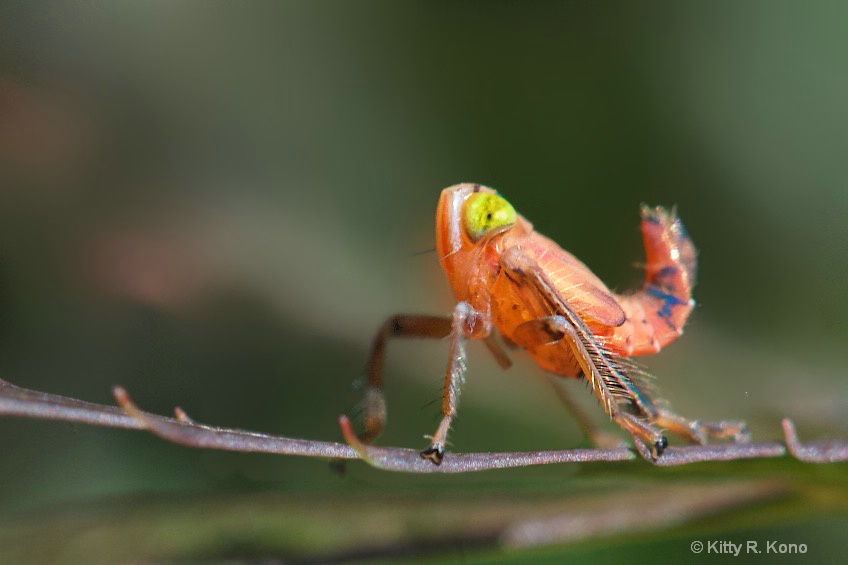 Nymph Leaf Hopper Coelidia Olitoria - ID: 15384679 © Kitty R. Kono