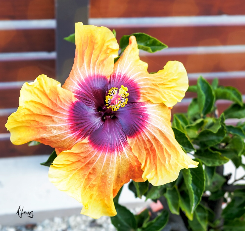 HIBISCUS in my Garden.