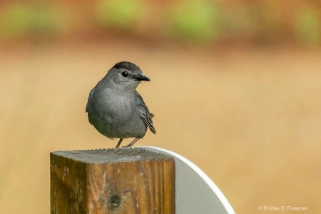 Grey Catbird