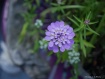 Flowers within
