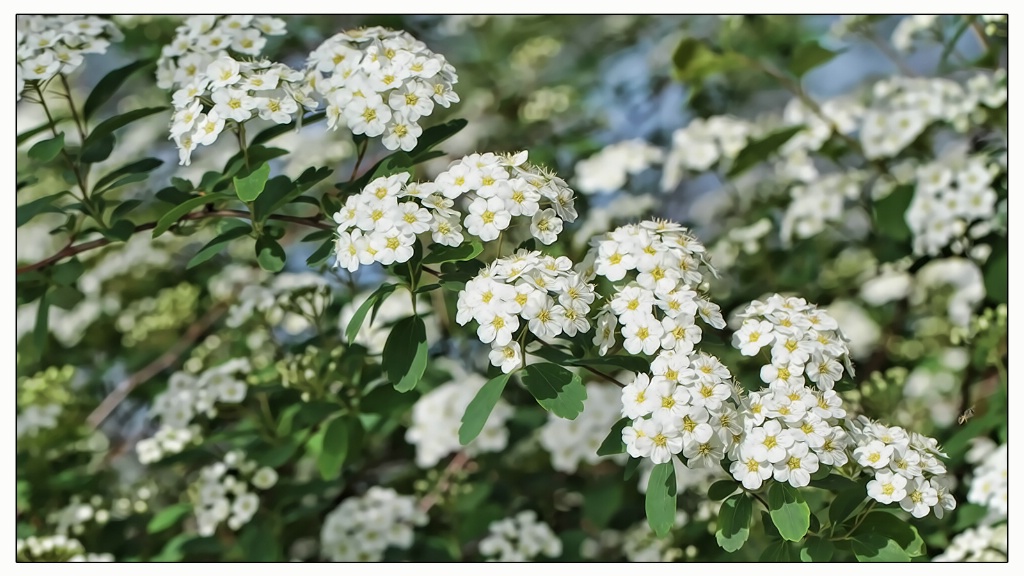 spirea