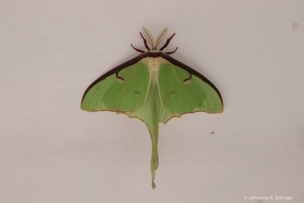 Luna Moth - ID: 15385348 © Johanna S. Billings