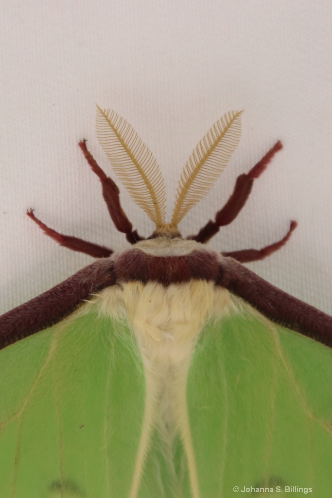 Moth the Hoople - ID: 15385357 © Johanna S. Billings