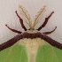 © Johanna S. Billings PhotoID# 15385357: Moth the Hoople