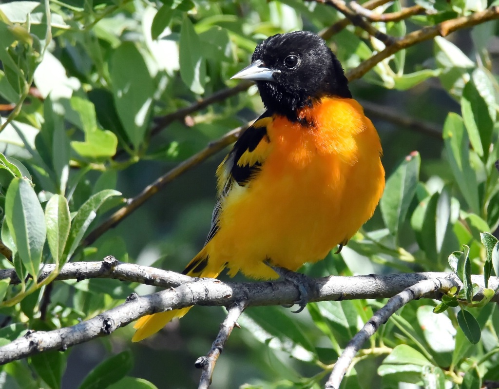 The Stately Baltimore Oriole