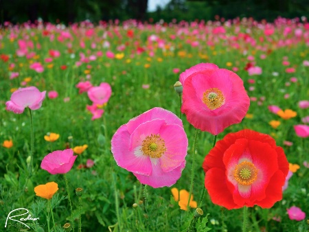 In the Wildflower Fields 2